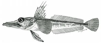 Aelita icefish (Channichthys aelitae)