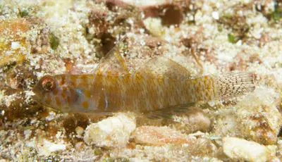 Afele's fringefin goby (Eviota afelei)