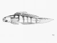 Africa rivergoby (Stenogobius kenyae)