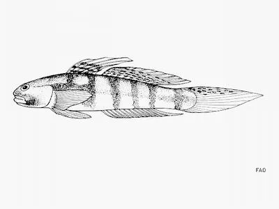Africa rivergoby (Stenogobius kenyae)