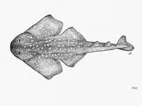 African angelshark (Squatina africana)