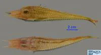 African armoured searobin (Peristedion cataphractum)