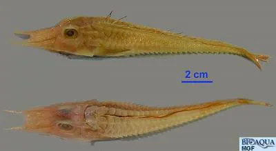 African armoured searobin (Peristedion cataphractum)