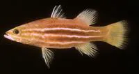 African basslet (Liopropoma africanum)