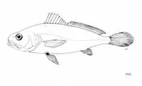 African blackmouth croaker (Atrobucca marleyi)