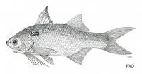 African blackspot threadfin (Polydactylus malagasyensis)