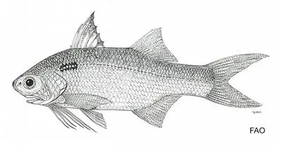 African blackspot threadfin (Polydactylus malagasyensis)