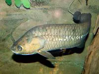 African bonytongue (Heterotis niloticus)