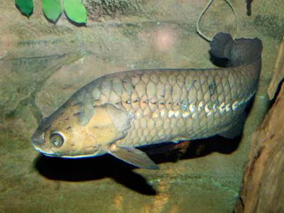 African bonytongue (Heterotis niloticus)