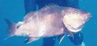 African brown snapper (Lutjanus dentatus)
