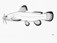 African bullhead (Lophiobagrus cyclurus)