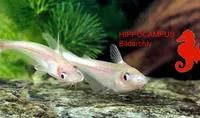 African butter catfish (Schilbe mystus)