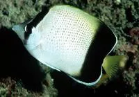 African butterflyfish (Chaetodon dolosus)