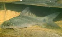 African carp (Labeo coubie)