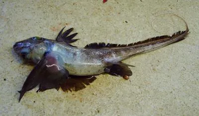 African chimaera (Hydrolagus africanus)