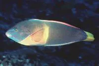 African coris (Coris gaimard)