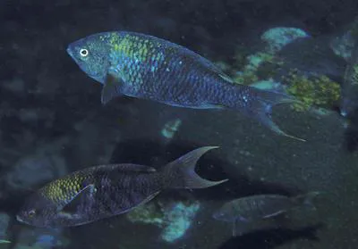 African Creole wrasse (Clepticus africanus)