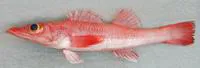 African deep-water flathead (Parabembras robinsoni)