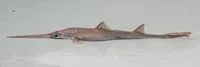 African dwarf sawshark (Pristiophorus nancyae)