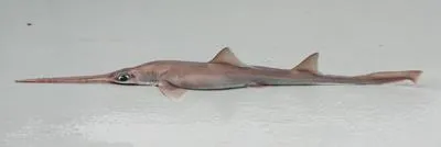 African dwarf sawshark (Pristiophorus nancyae)
