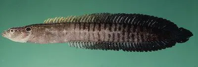 African eel blenny (Haliophis guttatus)