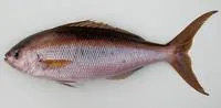 African forktail snapper (Apsilus fuscus)