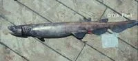 African frilled shark (Chlamydoselachus africana)