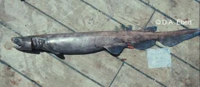 African frilled shark (Chlamydoselachus africana)