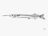 African halfbeak (Hyporhamphus picarti)