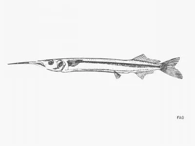 African halfbeak (Hyporhamphus picarti)