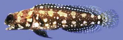 African jawfish (Opistognathus afer)
