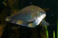 African knifefish (Xenomystus nigri)