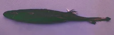 African lanternshark (Etmopterus polli)