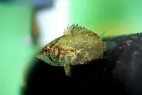 African leaffish (Polycentropsis abbreviata)