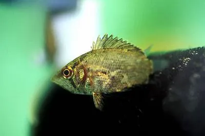 African leaffish (Polycentropsis abbreviata)