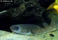 African longfin eel (Anguilla mossambica)
