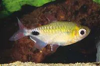 African moon tetra (Bathyaethiops caudomaculatus)