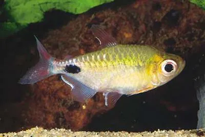 African moon tetra (Bathyaethiops caudomaculatus)