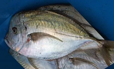 African moonfish (Selene dorsalis)