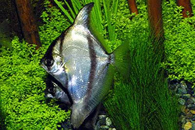 African moony (Monodactylus sebae)