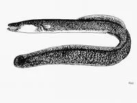 African mottled eel (Anguilla bengalensis labiata)