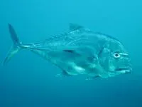 African pompano (Alectis ciliaris)