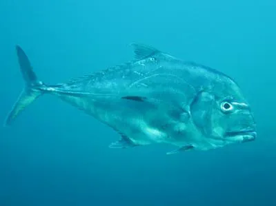 African pompano (Alectis ciliaris)