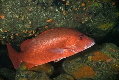 African red snapper (Lutjanus agennes)