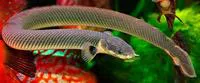African Reedfish (Erpetoichthys calabaricus)