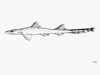 African ribbontail catshark (Eridacnis sinuans)