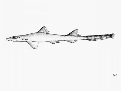 African ribbontail catshark (Eridacnis sinuans)