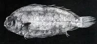 African righteye flounder (Poecilopsetta natalensis)