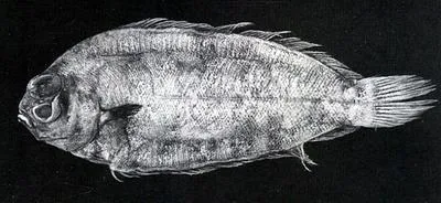 African righteye flounder (Poecilopsetta natalensis)