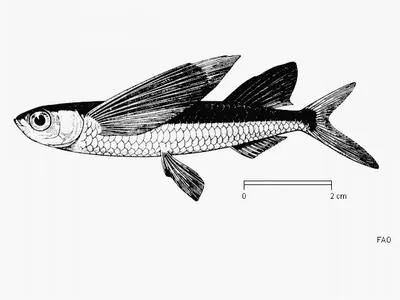 African sailfin flyingfish (Parexocoetus mento)